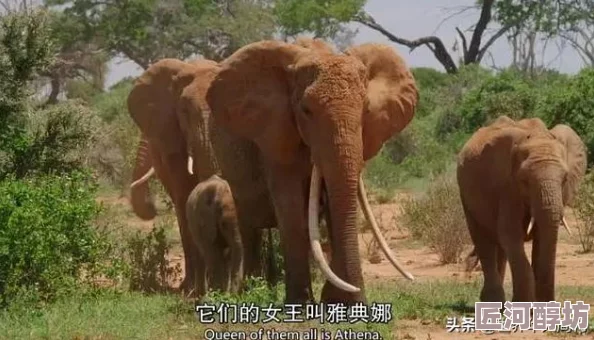 惊喜揭秘！怪物猎人2中寻觅女王，解锁隐藏任务的终极指南