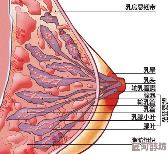 胸大的姑娘高清观看影像传播伦理及女性身体形象审美文化探讨