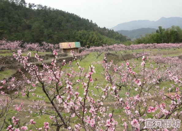 桃花直播免费观看全新版本上线，精彩内容抢先看！