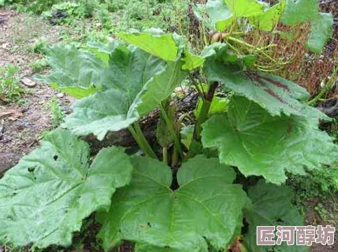 中国一级特色大黄以其独特风味和药食同源为何让人追捧