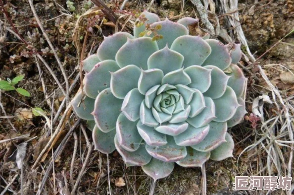 肉莲花因其皮实耐旱易于打理而成为懒人植物