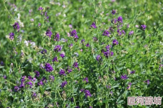 深入探索：植物大战僵尸游戏成就中文翻译指南